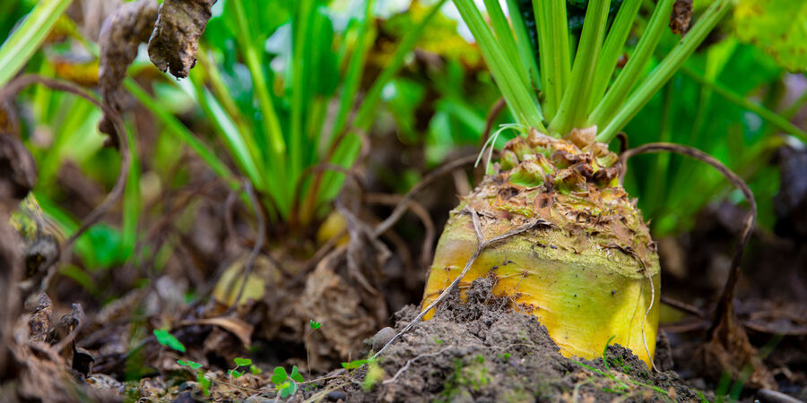 Fodder beet cultivars web2