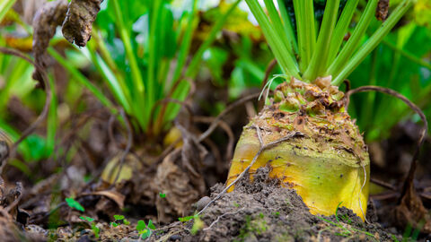 Fodder beet cultivars web2