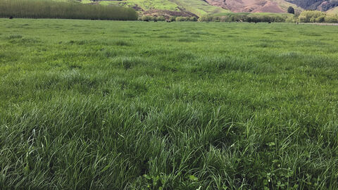 Prennial Ryegrass