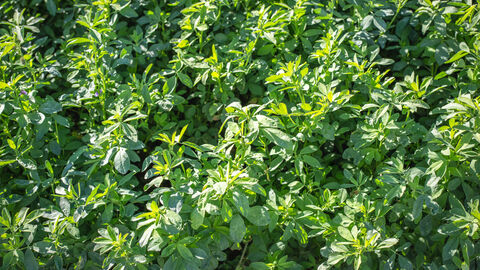 Adobe Stock 448496062