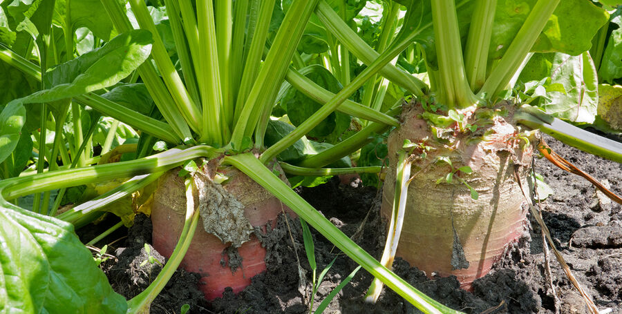Beet