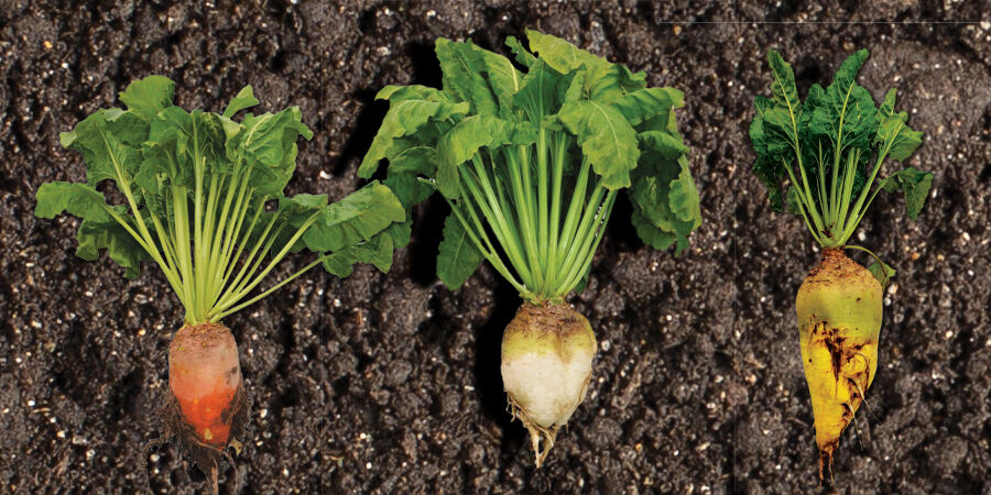 Fodderbeet cultivars banner