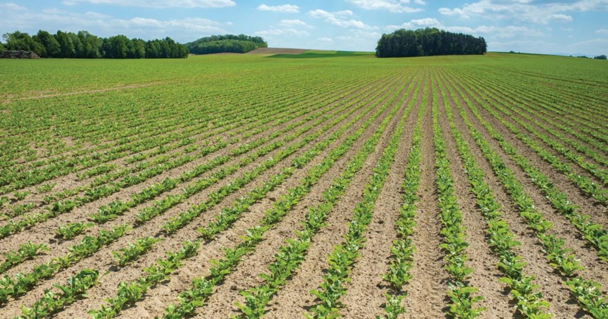 Fodder Beet Varieties | Catalyst Performance Agronomy